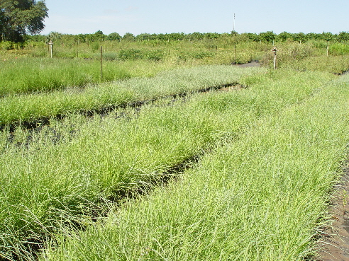 We grow a Large and Diverse list of Native Grass Species