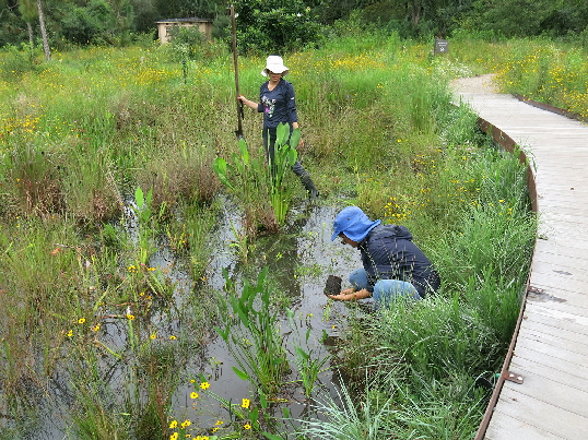 Part of our wonderful careing crew adding plants to the wetland edge.