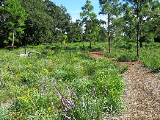 Sandhill plantings at Bok Tower Gardens looking NW.