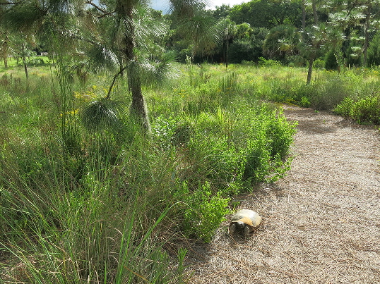 New resident in created Sandhill at Bok Tower Gardens