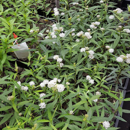 Asclepias perennis cuttings with "PredaLure" patch