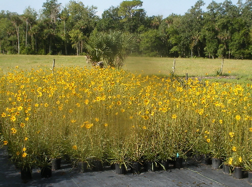 Helianthus carnosus in Mass Bloom